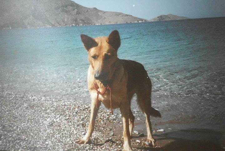 griechischer Inselhund